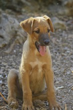 FIETE, Hund, Mischlingshund in Spanien - Bild 10