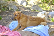 FIETE, Hund, Mischlingshund in Spanien - Bild 11