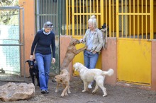 FIETE, Hund, Mischlingshund in Spanien - Bild 13