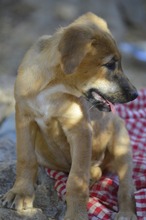 FIETE, Hund, Mischlingshund in Spanien - Bild 16