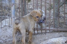 FIETE, Hund, Mischlingshund in Spanien - Bild 17