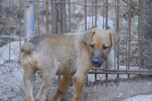 FIETE, Hund, Mischlingshund in Spanien - Bild 18