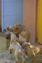 FIETE, Hund, Mischlingshund in Spanien - Bild 19