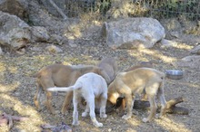 FIETE, Hund, Mischlingshund in Spanien - Bild 20