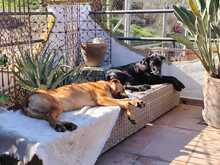 FIETE, Hund, Mischlingshund in Spanien - Bild 9