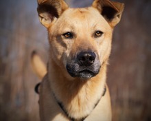 ANANAS, Hund, Mischlingshund in Rumänien - Bild 2