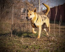 ANANAS, Hund, Mischlingshund in Rumänien - Bild 3