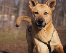 ANANAS, Hund, Mischlingshund in Rumänien - Bild 4