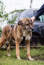 TITANIA, Hund, Mischlingshund in Rumänien - Bild 3