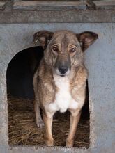 TITANIA, Hund, Mischlingshund in Rumänien - Bild 5