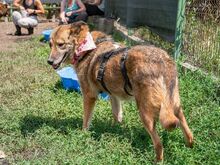 TITANIA, Hund, Mischlingshund in Rumänien - Bild 6