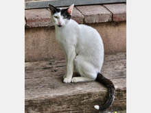 PABLO, Katze, Europäisch Kurzhaar in Spanien - Bild 3