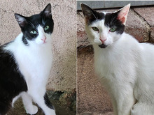 PABLO, Katze, Europäisch Kurzhaar in Spanien - Bild 4