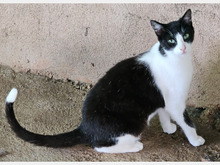 MARYLIN, Katze, Europäisch Kurzhaar in Aichwald