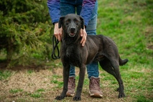 ASKAN, Hund, Mischlingshund in Ungarn - Bild 1