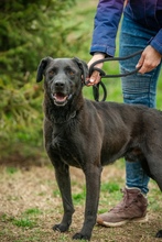 ASKAN, Hund, Mischlingshund in Ungarn - Bild 2