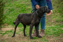 ASKAN, Hund, Mischlingshund in Ungarn - Bild 3