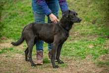 ASKAN, Hund, Mischlingshund in Ungarn - Bild 4