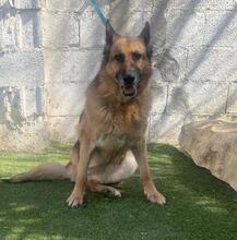 ELSA, Hund, Deutscher Schäferhund in Spanien - Bild 19