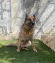 ELSA, Hund, Deutscher Schäferhund in Spanien - Bild 20
