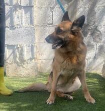 ELSA, Hund, Deutscher Schäferhund in Spanien - Bild 21