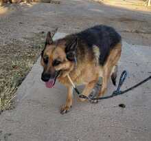 ELSA, Hund, Deutscher Schäferhund in Spanien - Bild 5