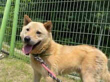 HWANGYOO, Hund, Jindo-Mix in Korea (Südkorea) - Bild 1