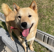 HWANGYOO, Hund, Jindo-Mix in Korea (Südkorea) - Bild 2