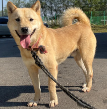 HWANGYOO, Hund, Jindo-Mix in Korea (Südkorea) - Bild 3