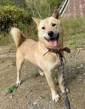 HWANGYOO, Hund, Jindo-Mix in Korea (Südkorea) - Bild 4