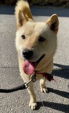 HWANGYOO, Hund, Jindo-Mix in Korea (Südkorea) - Bild 5