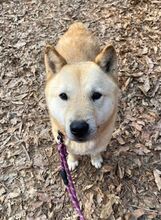 HWANGYOO, Hund, Jindo-Mix in Korea (Südkorea) - Bild 6