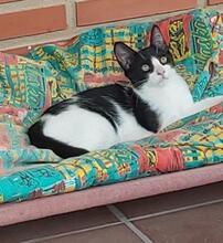 TONI, Katze, Europäisch Kurzhaar in Spanien - Bild 2