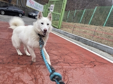 NANGNANG, Hund, Jindo-Mix in Korea (Südkorea) - Bild 1