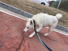 NANGNANG, Hund, Jindo-Mix in Korea (Südkorea) - Bild 2