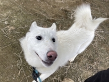 NANGNANG, Hund, Jindo-Mix in Korea (Südkorea) - Bild 3