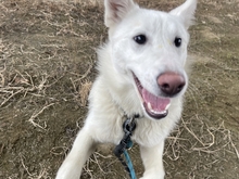 NANGNANG, Hund, Jindo-Mix in Korea (Südkorea) - Bild 4