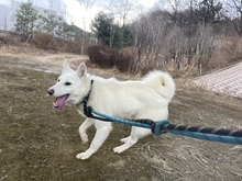 NANGNANG, Hund, Jindo-Mix in Korea (Südkorea) - Bild 5