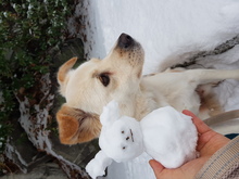 PORTHOS, Hund, Jindo-Mix in Korea (Südkorea) - Bild 10