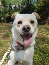 PORTHOS, Hund, Jindo-Mix in Korea (Südkorea) - Bild 12