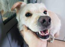 PORTHOS, Hund, Jindo-Mix in Korea (Südkorea) - Bild 13