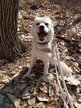 PORTHOS, Hund, Jindo-Mix in Korea (Südkorea) - Bild 3