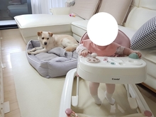 PORTHOS, Hund, Jindo-Mix in Korea (Südkorea) - Bild 4