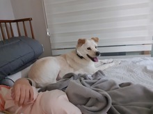 PORTHOS, Hund, Jindo-Mix in Korea (Südkorea) - Bild 6