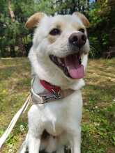 PORTHOS, Hund, Jindo-Mix in Korea (Südkorea) - Bild 9