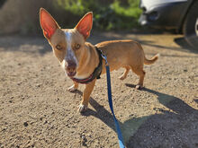 OMERO, Hund, Mischlingshund in Italien - Bild 3