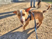 OMERO, Hund, Mischlingshund in Italien - Bild 4