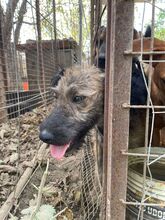 SABINA, Hund, Mischlingshund in Ungarn - Bild 3