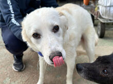 ANGEL, Hund, Mischlingshund in Italien - Bild 1