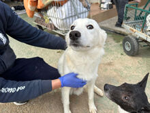 ANGEL, Hund, Mischlingshund in Italien - Bild 4